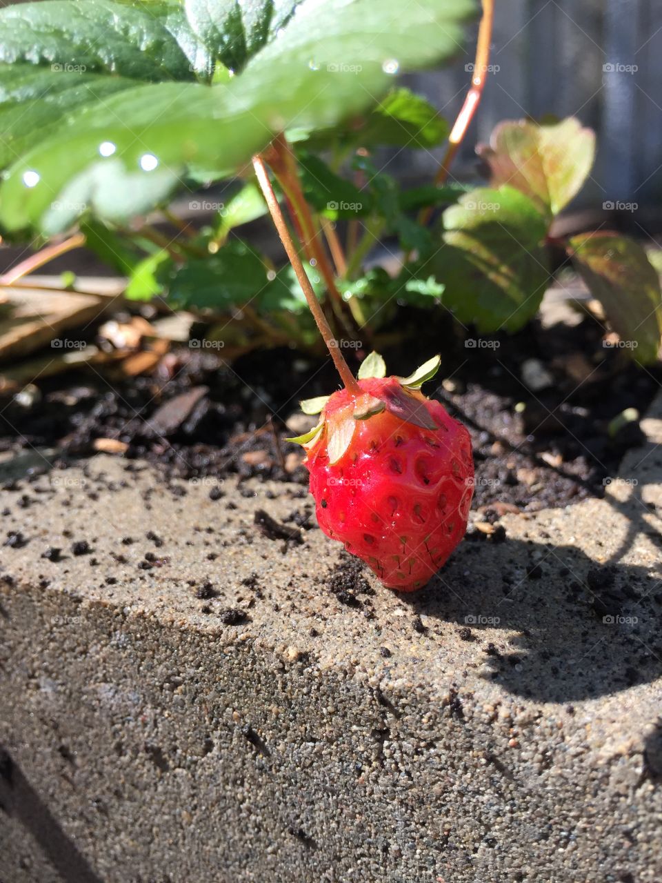 Strawberry. A single strawberry in a garden.