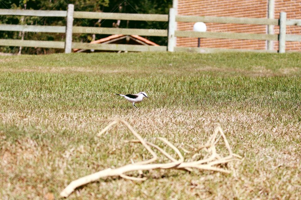 Little bird on the lawn of the garden