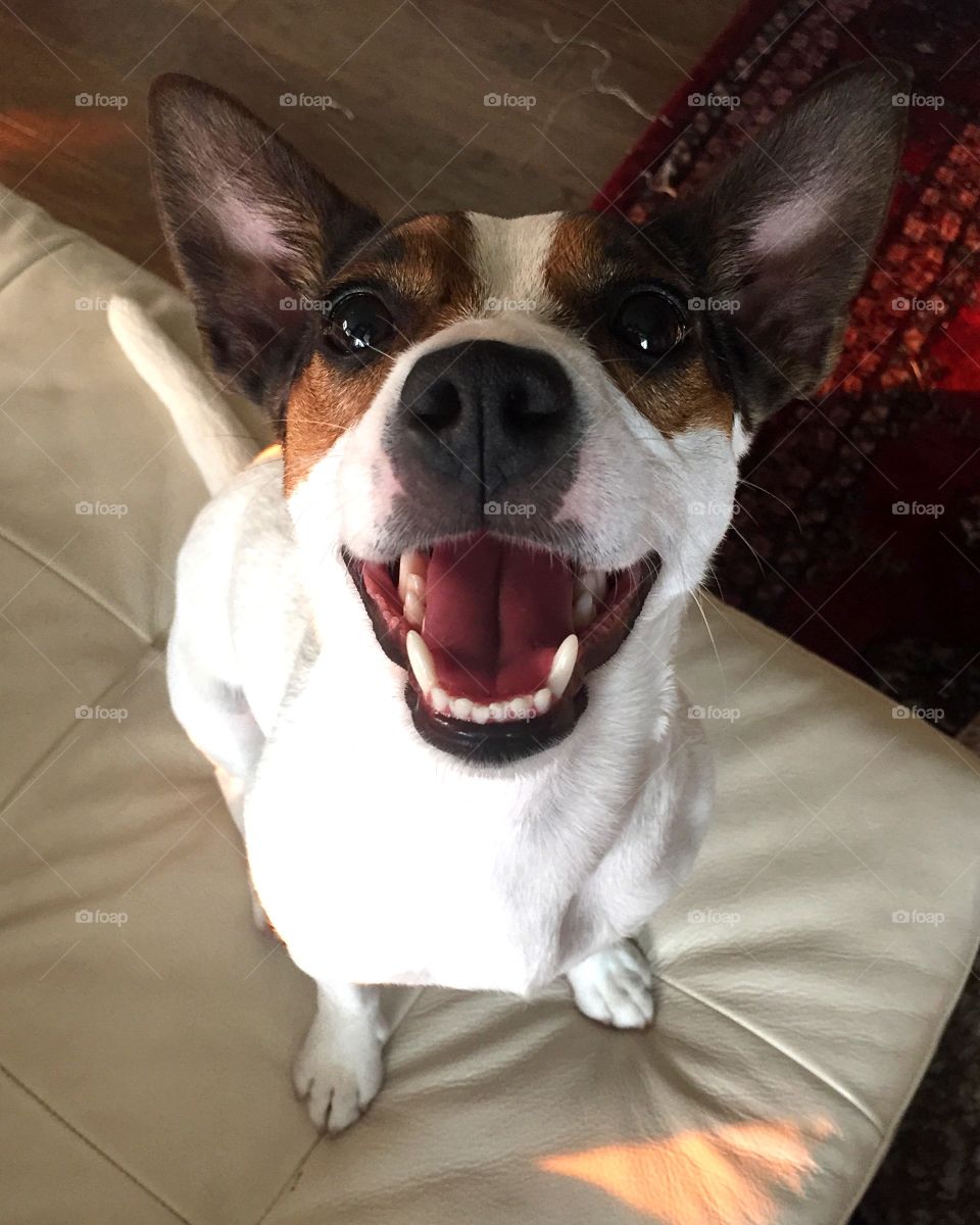 High angle view jack russell terrier dog