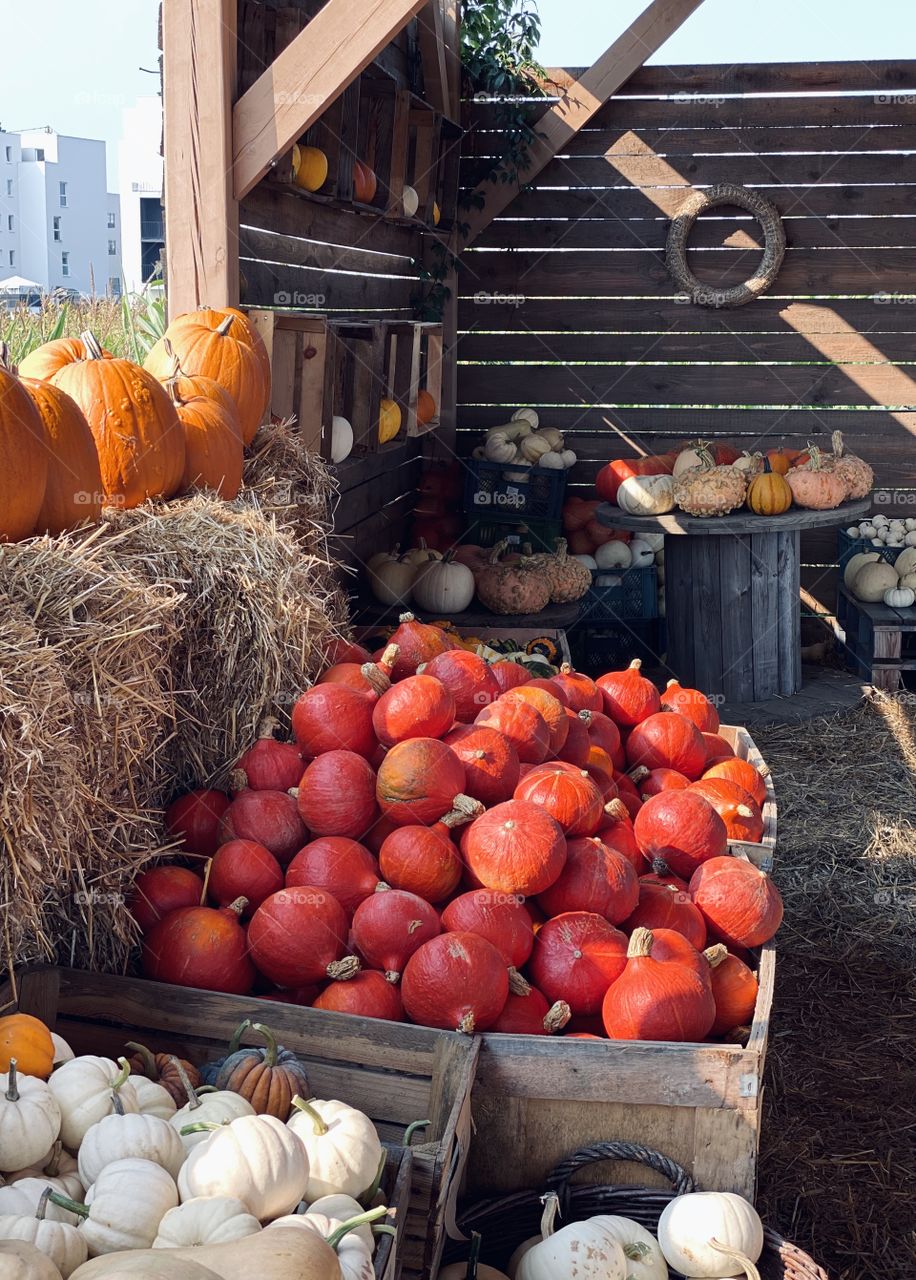 Pumpkin farm