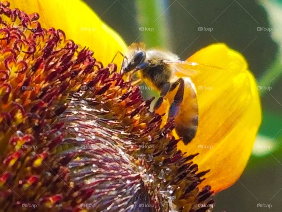 Hard working bee collecting its harvest