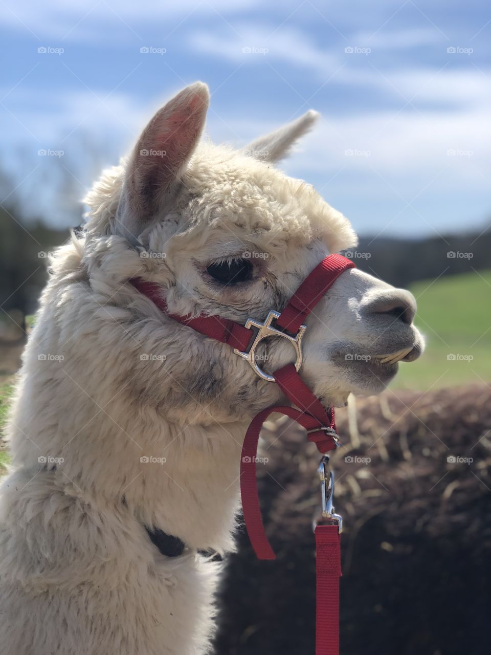 This is my grandmas Alpaca his name is Prince! He is a beautiful cream color and he gives off a sense of royalty.