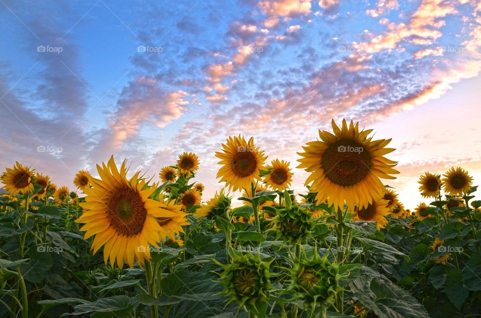 Beautiful Clouds Over a Sunflower Field