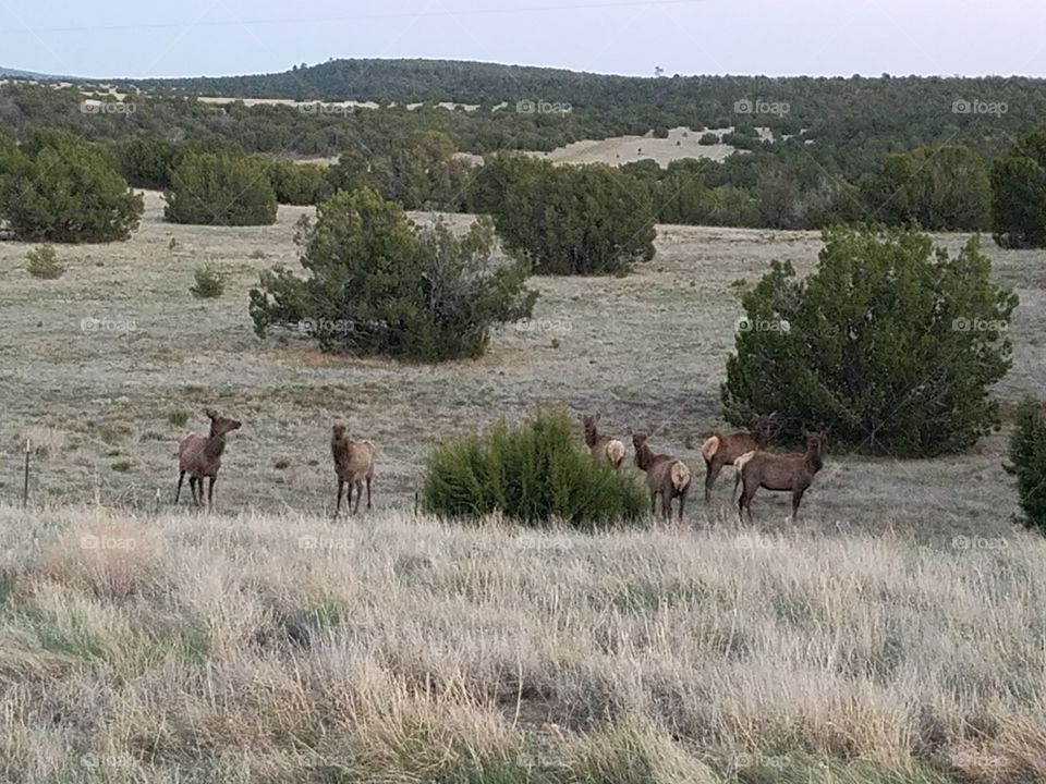 Elk in the pasture