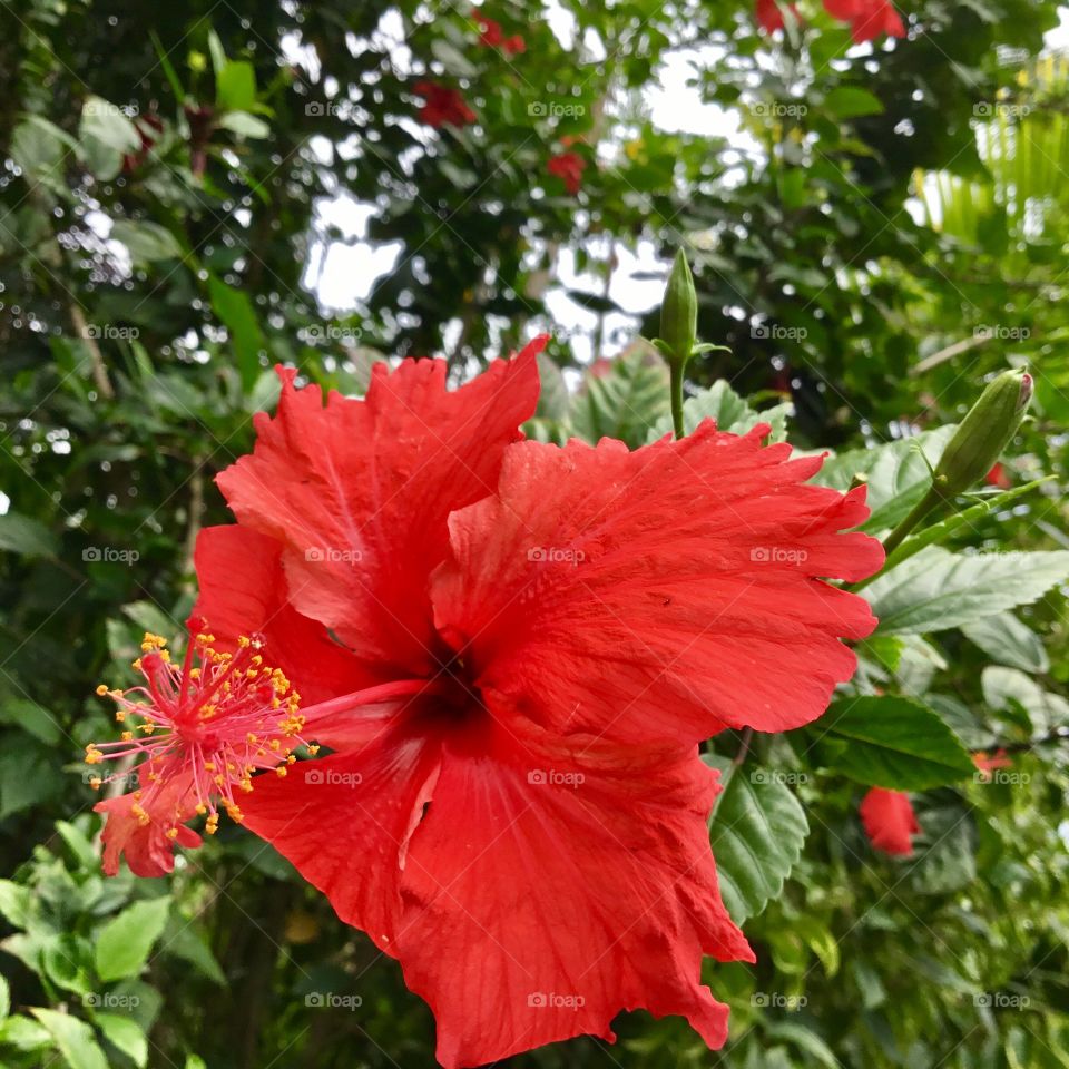 Hibiscus, Hawaii's state flower.