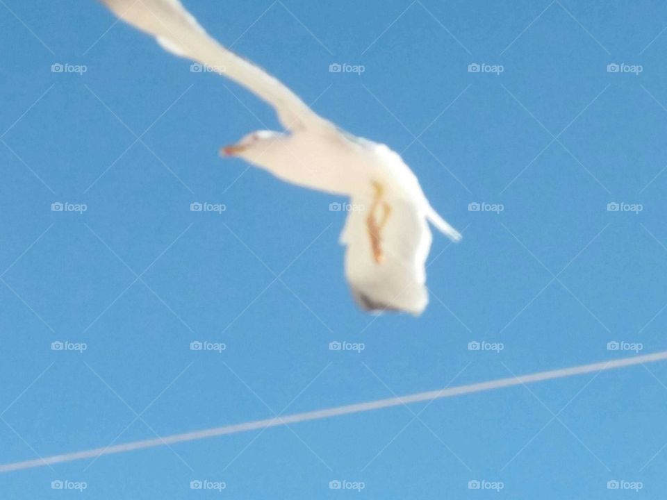 A beautiful seagull flying across the sky.