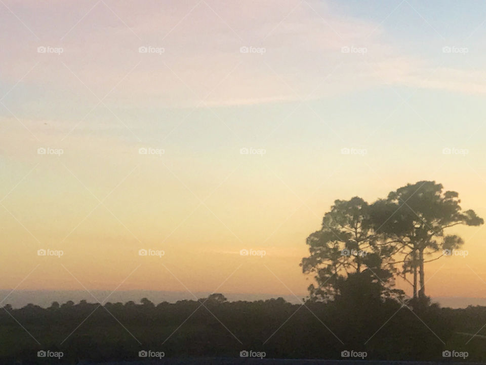 Sunset over farm land with pine tree 