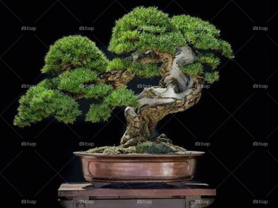 bonsai