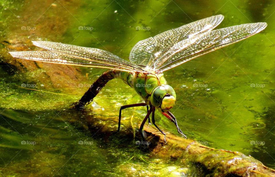 dragonfly