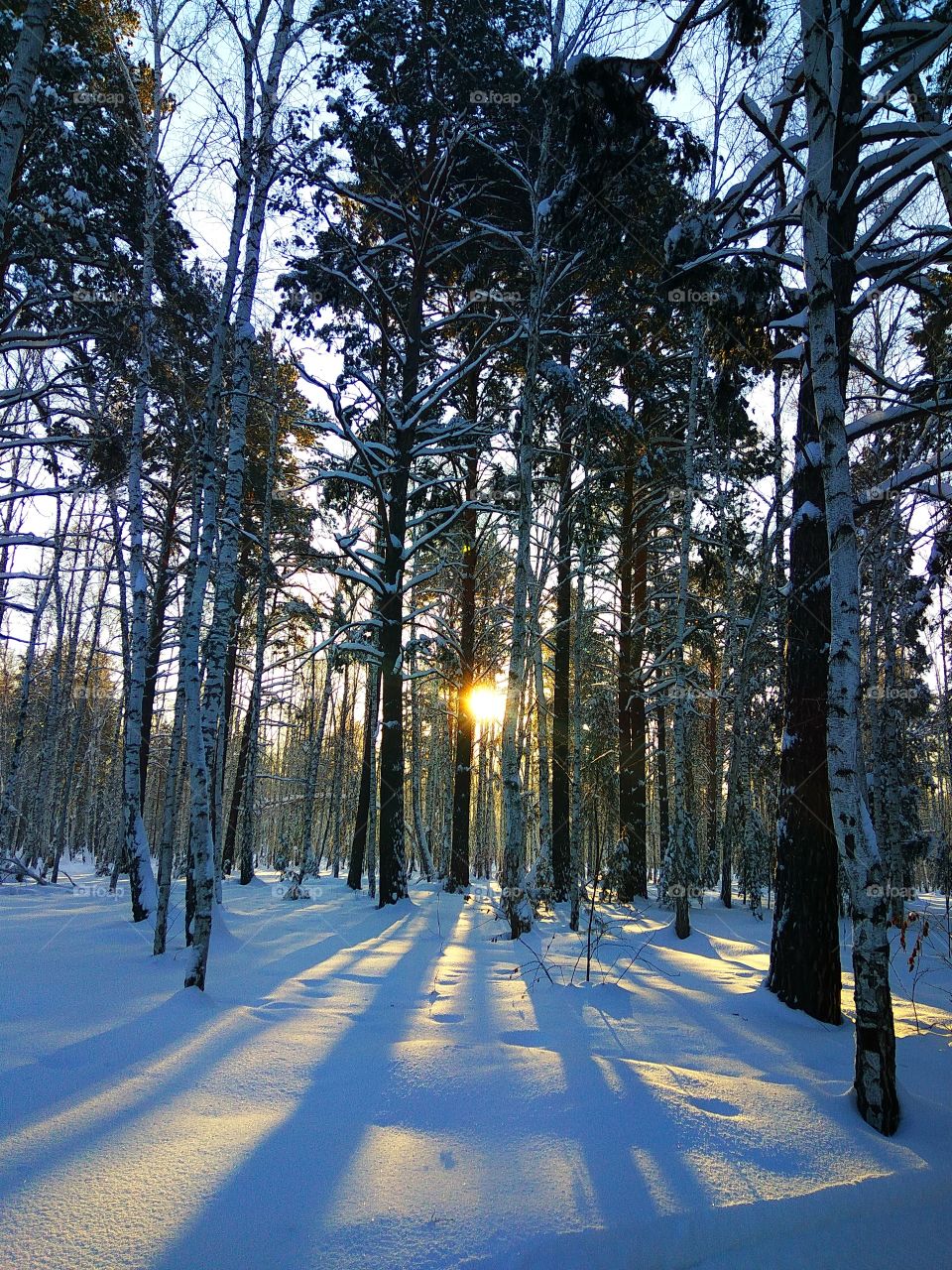 Frosty winter dawn in woodland