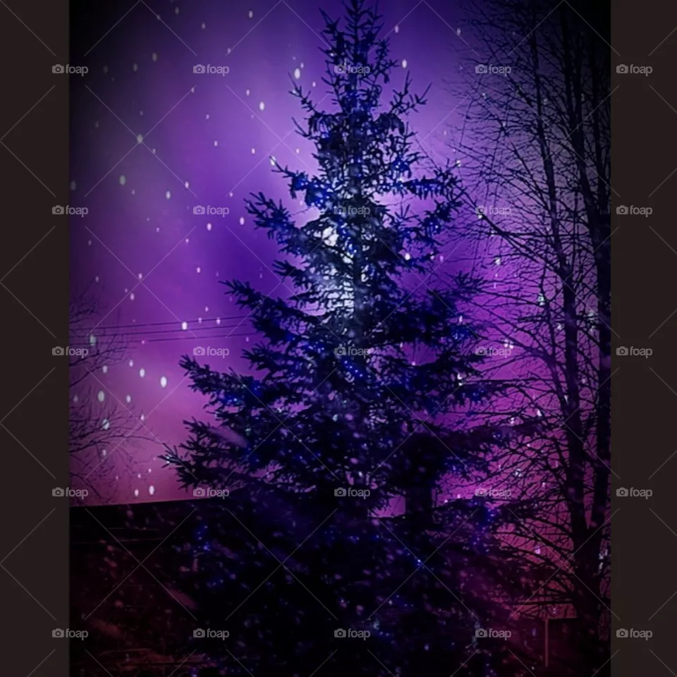 Northern Splendor