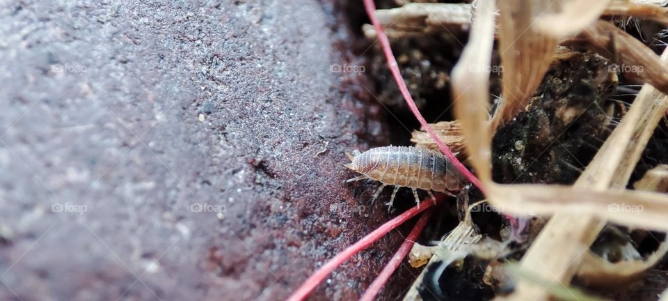 Woodlouse
