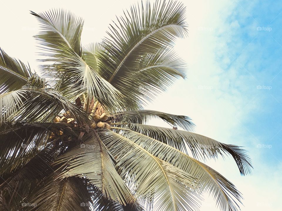 birds coupon on the coconut tree