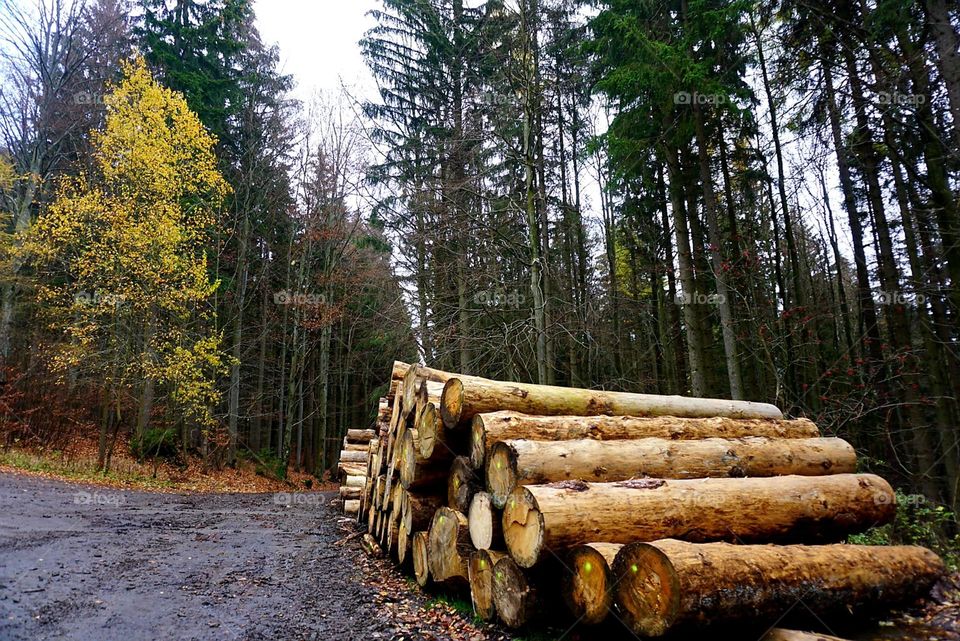 Timbers#forest#trees