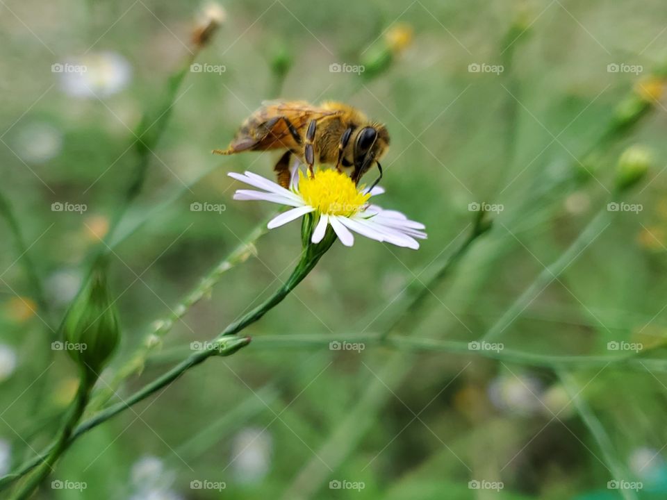 Bee pollinating wild flower
