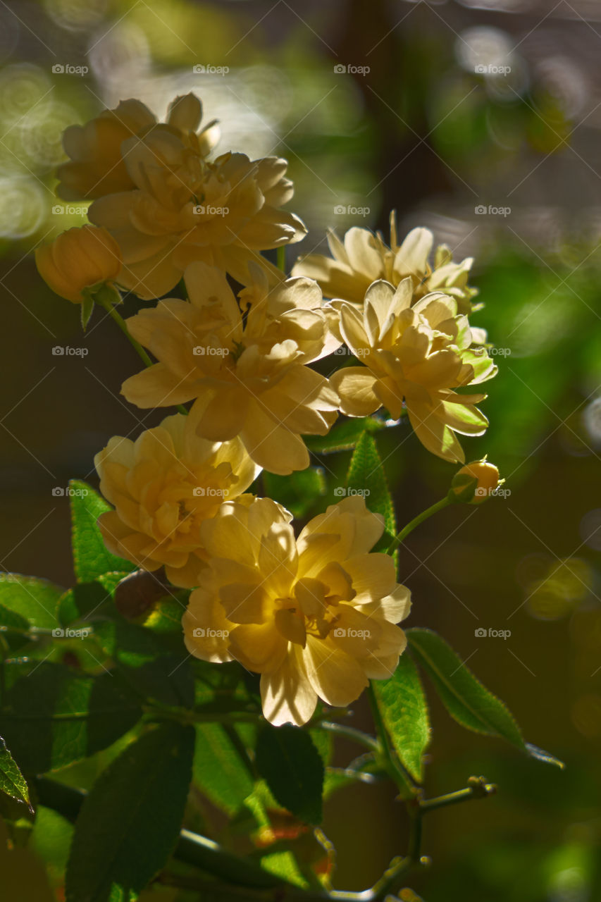 Close-up of flowers in sunlight