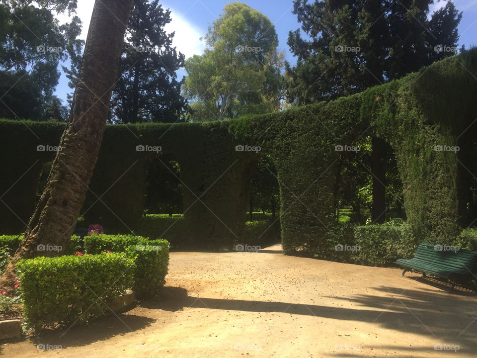 Hedge around Spanish Garden 