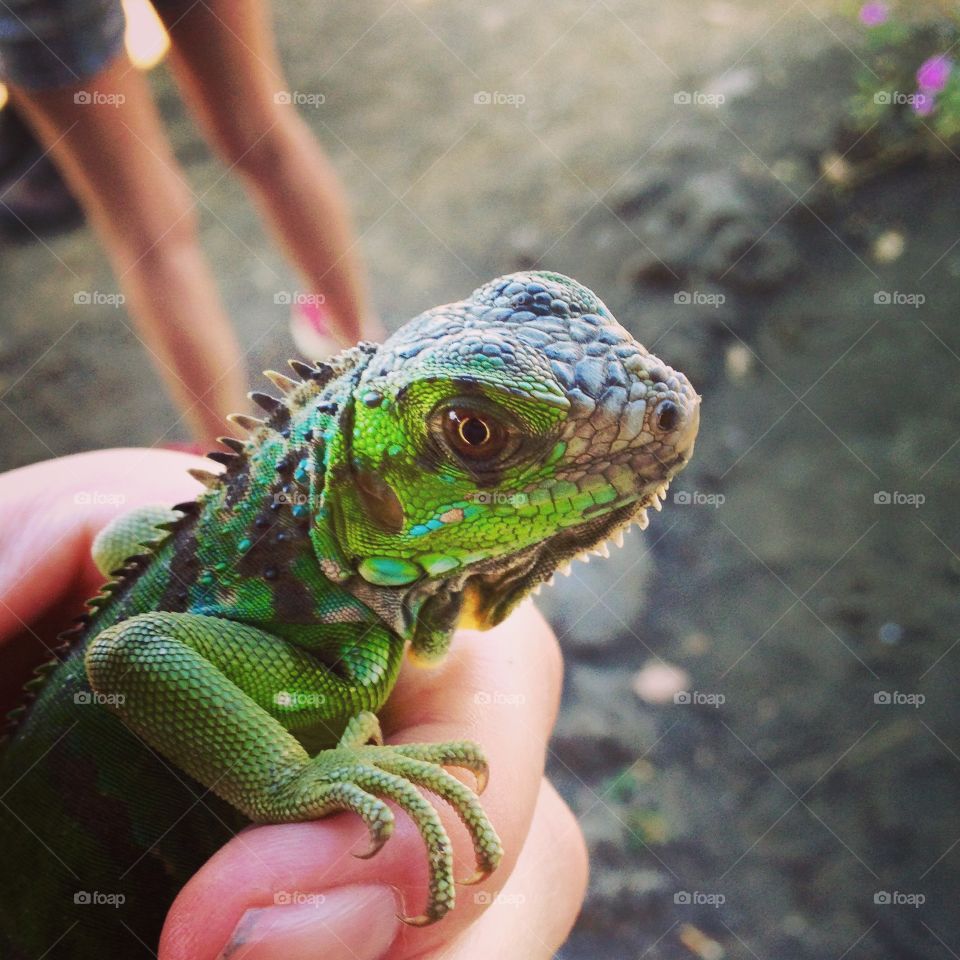 Close up of an iguana outside of Leon, Nicaragua.