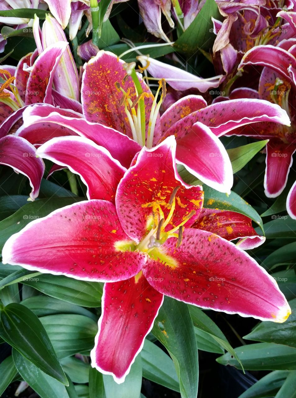 pollen on lilly