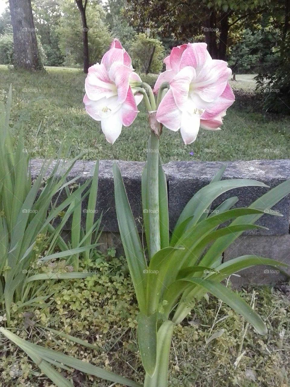 pink lillies