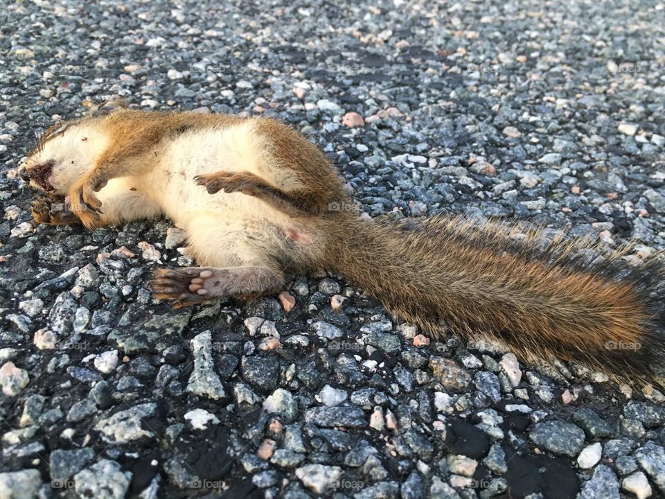 He's just resting, right? American Red Squirrel (tamiasciurus hudsonicus)