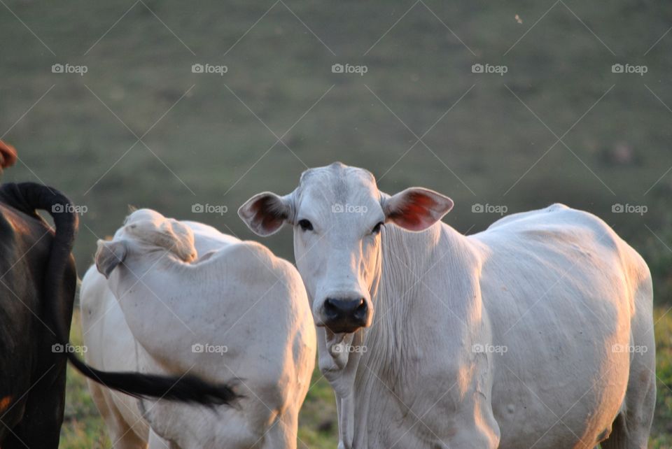 a cow with big ears