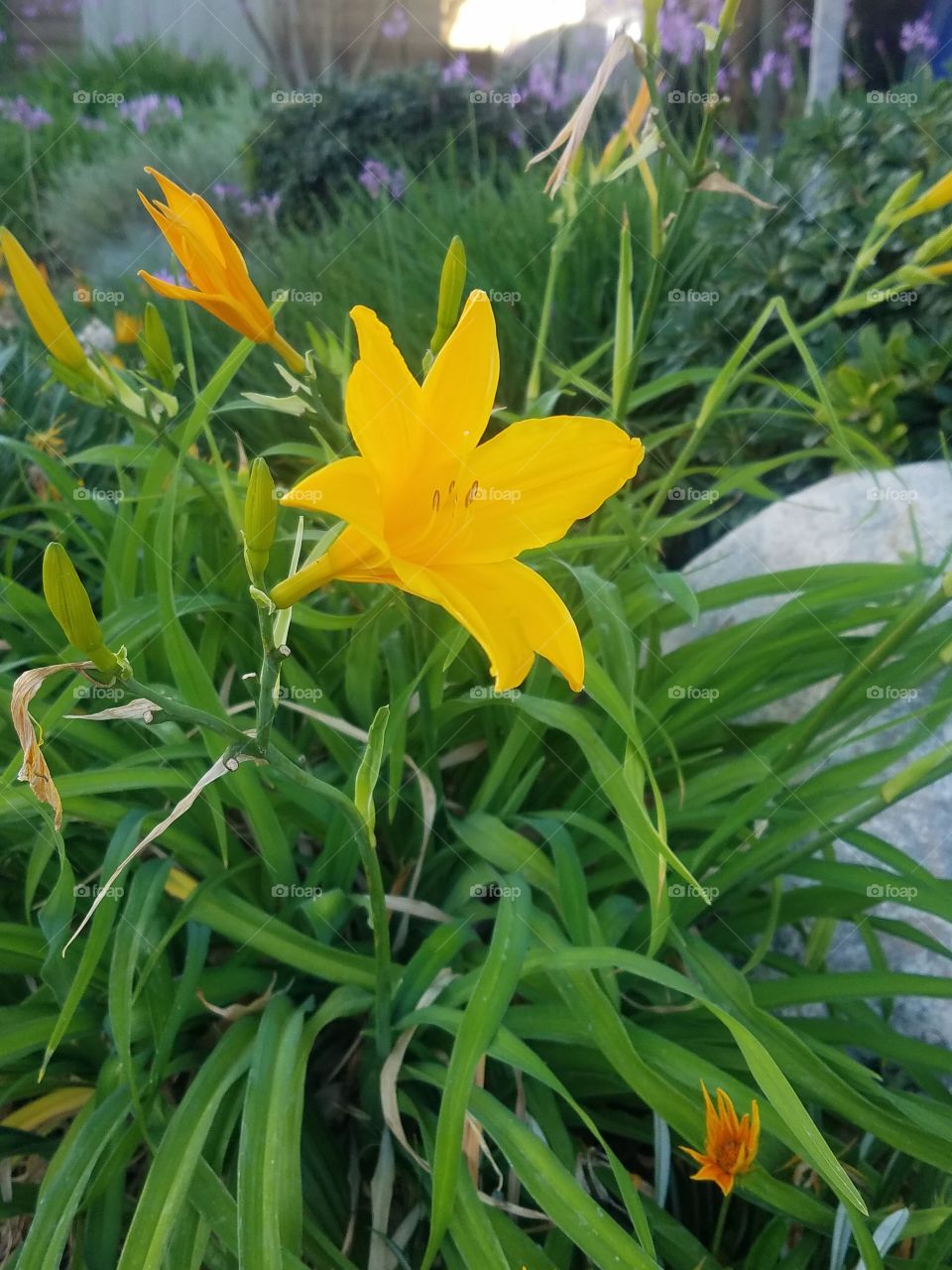 it's early evening when these pretty yellow flowers start closing for the night after soaking up the California sun all day.