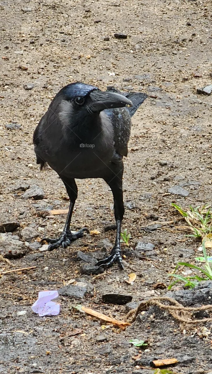 crow