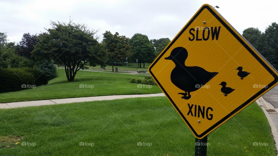 slow ducks