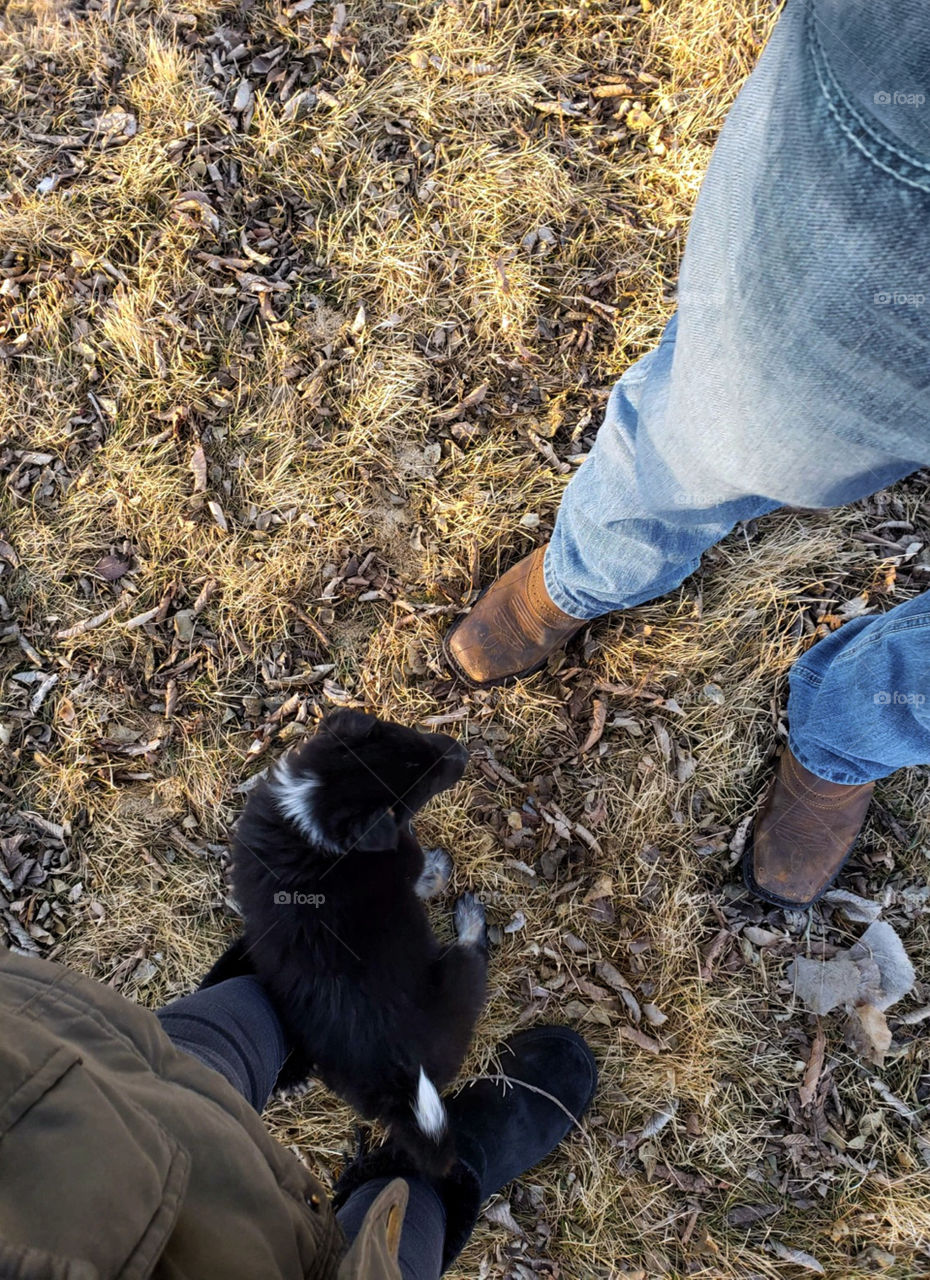 Collie blue heeler mix Australian cattle dog puppy tiny little playing outside
