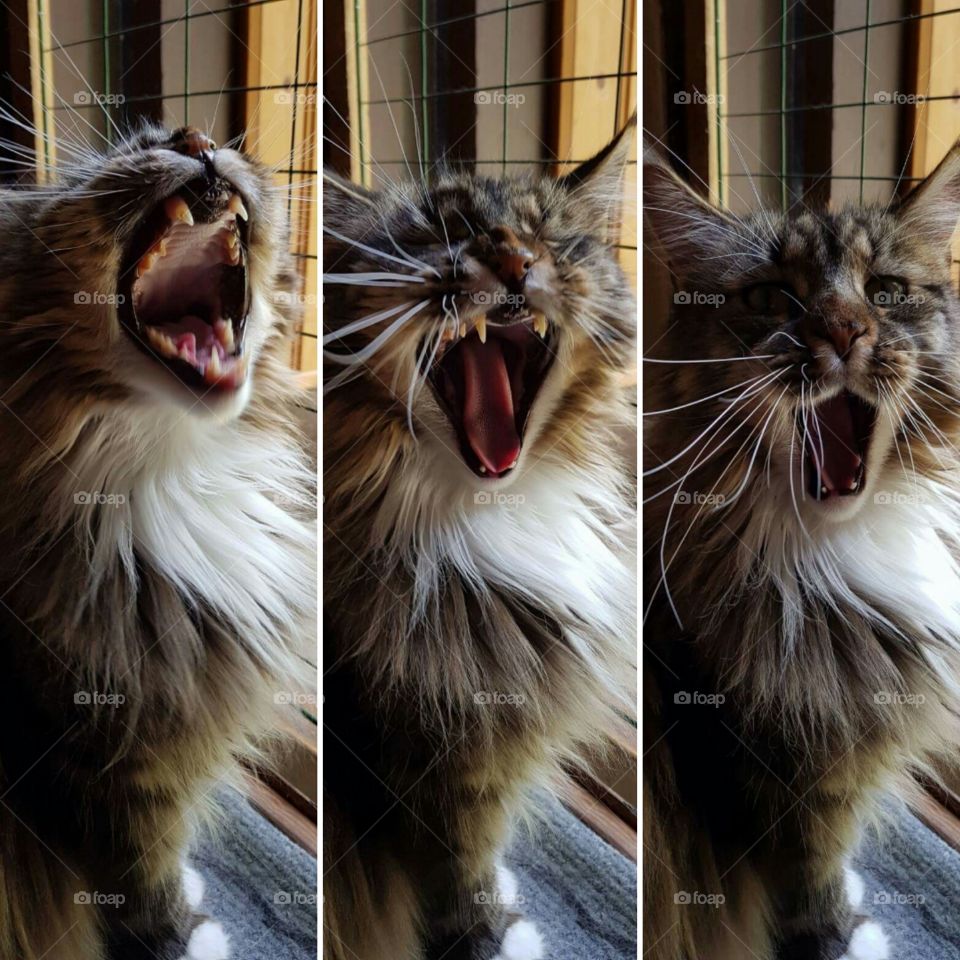 Maine coon cat, Tyson!