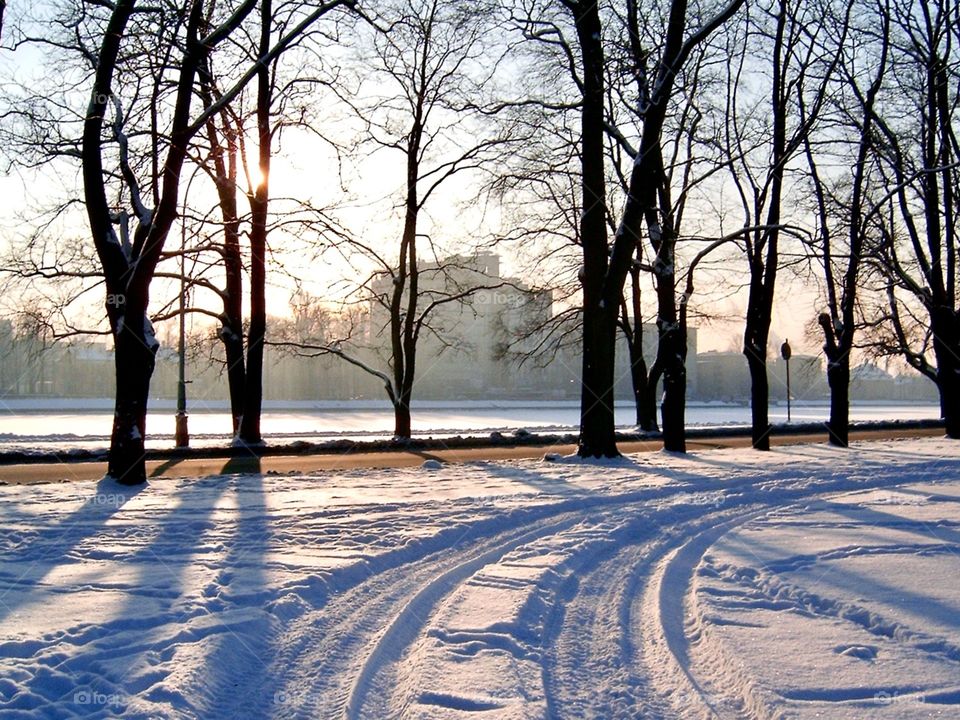 Winter trees