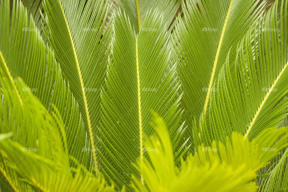 Green palm leaves