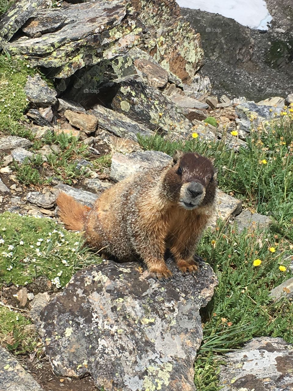 Marmot Close Up - Rocky Mountain National Park