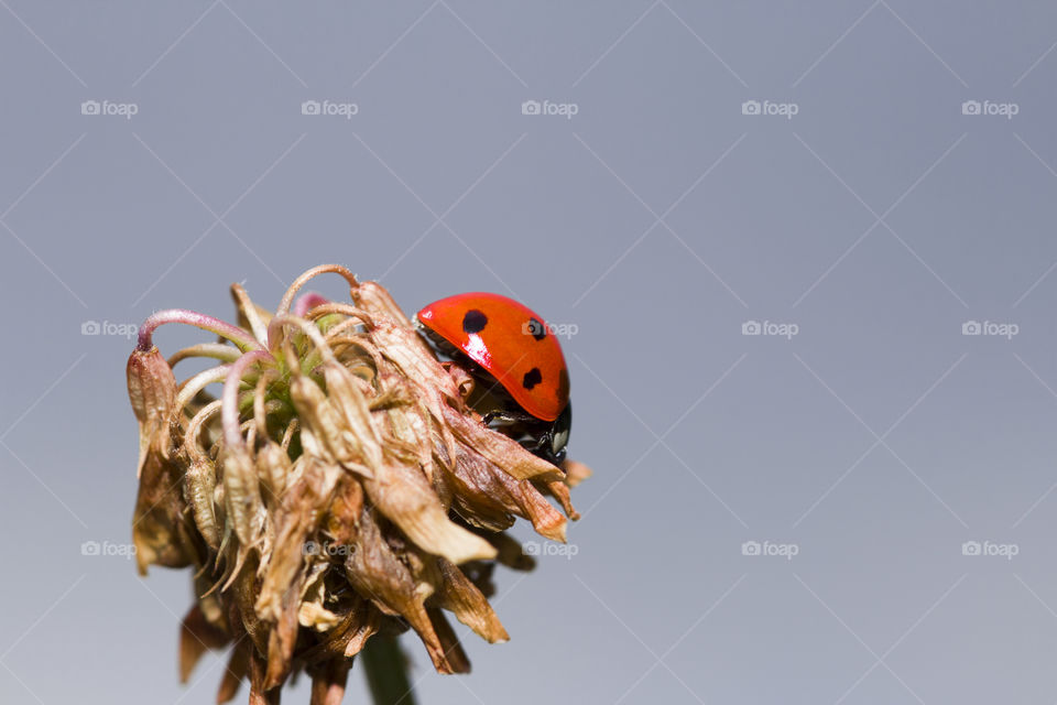 Ladybug on the flower. Cute macro ladybug in the garden