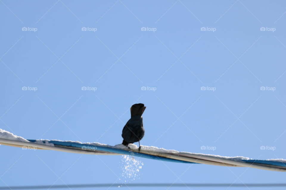 Blue Jay on a wire 