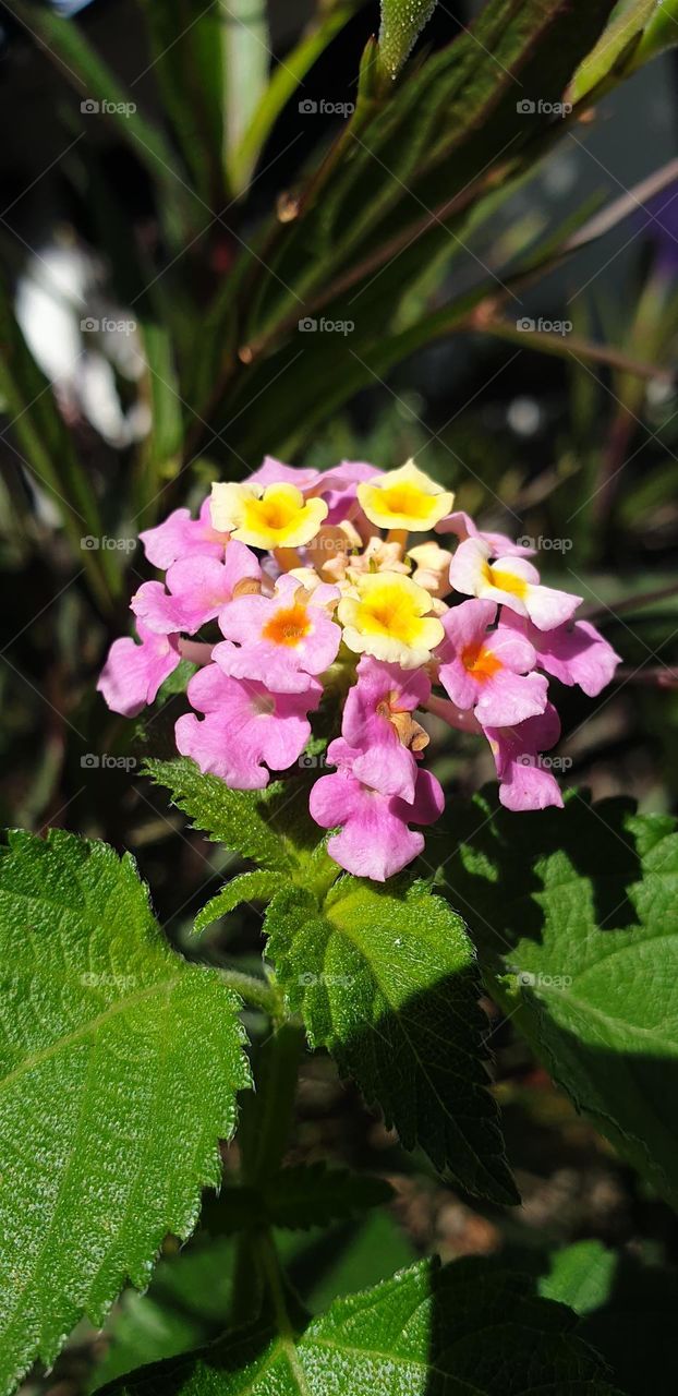 wild flower, very beautiful simplicity pink and yellow colors