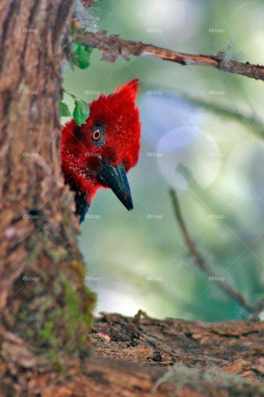 Un pájaro carpintero de cabeza roja en un arbol