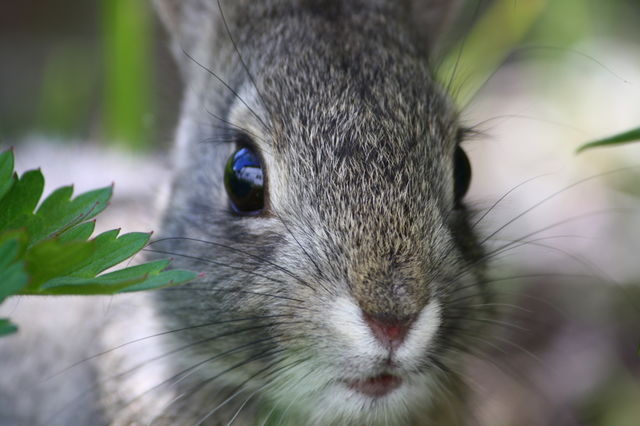 Wild Bunny Close Up