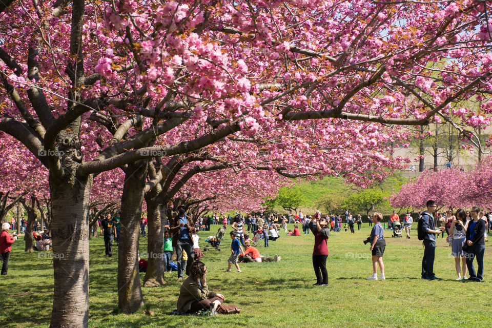 cherry trees in full bloom