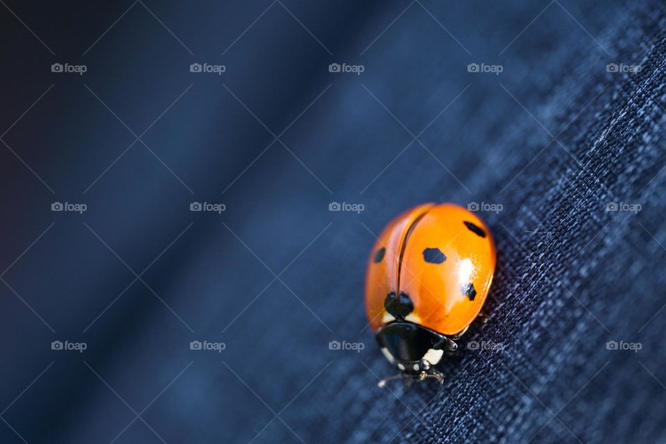 Spring time- first ladybug on denim