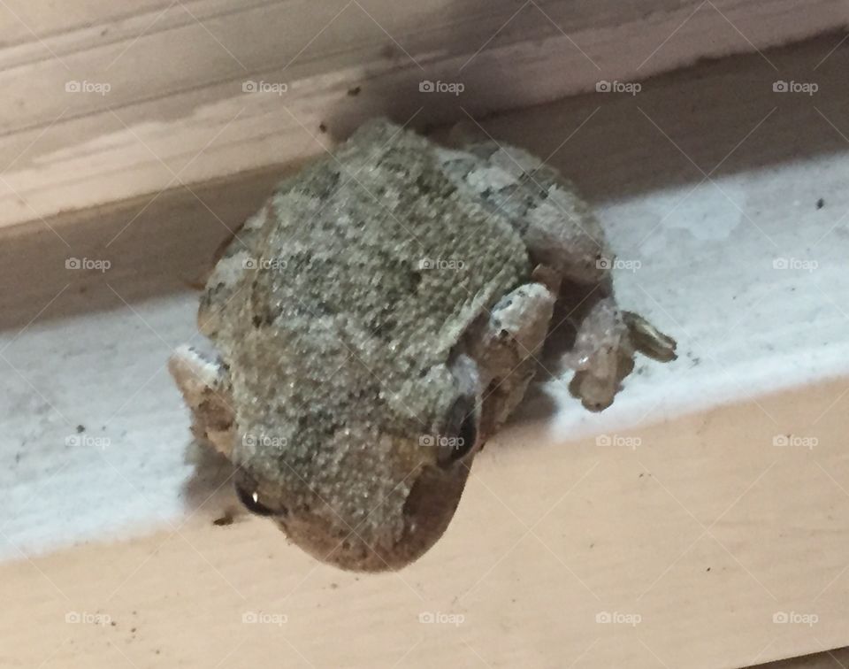 Closeup of a tree frog