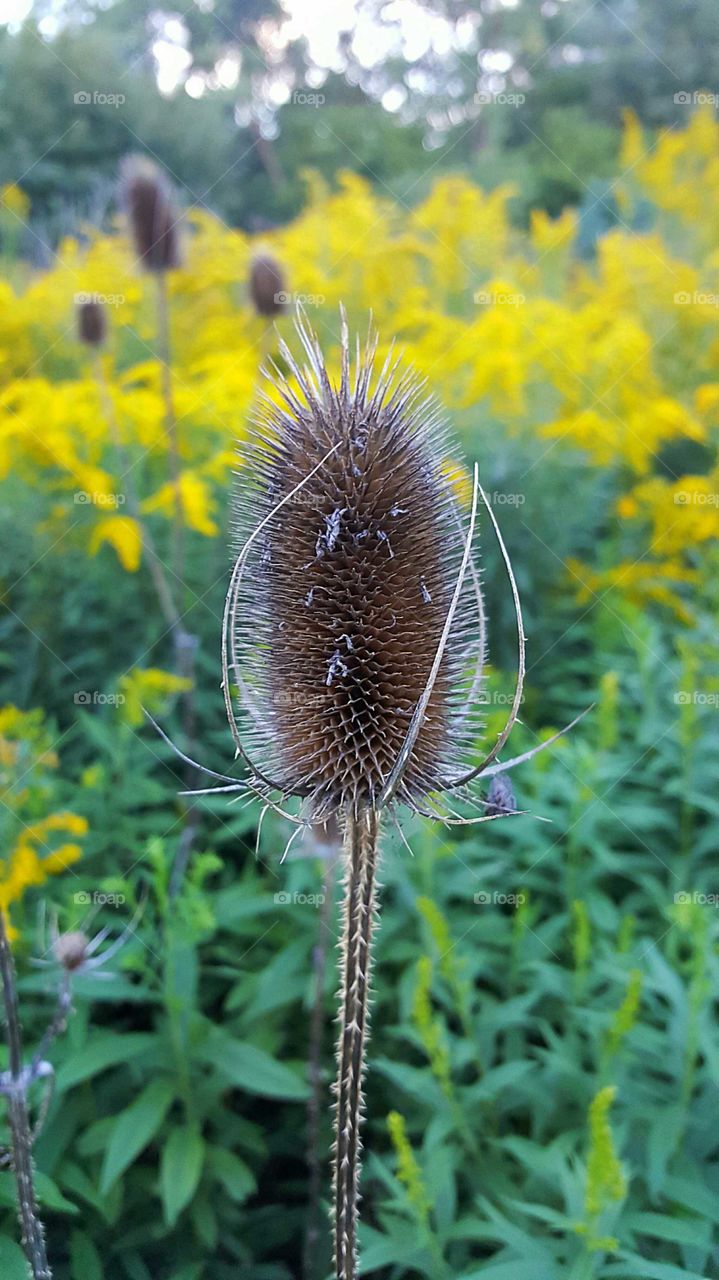 Autumn weeds