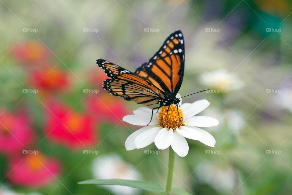 Just when the caterpillar thought the world was over, it became a butterfly.   - author unknown
