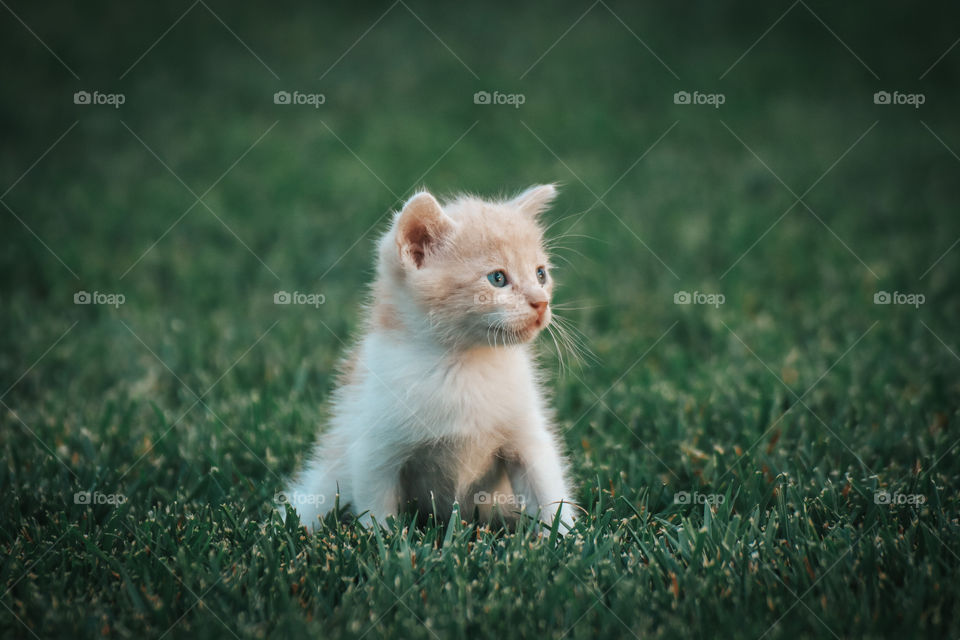 Cute little kitten on a green grass