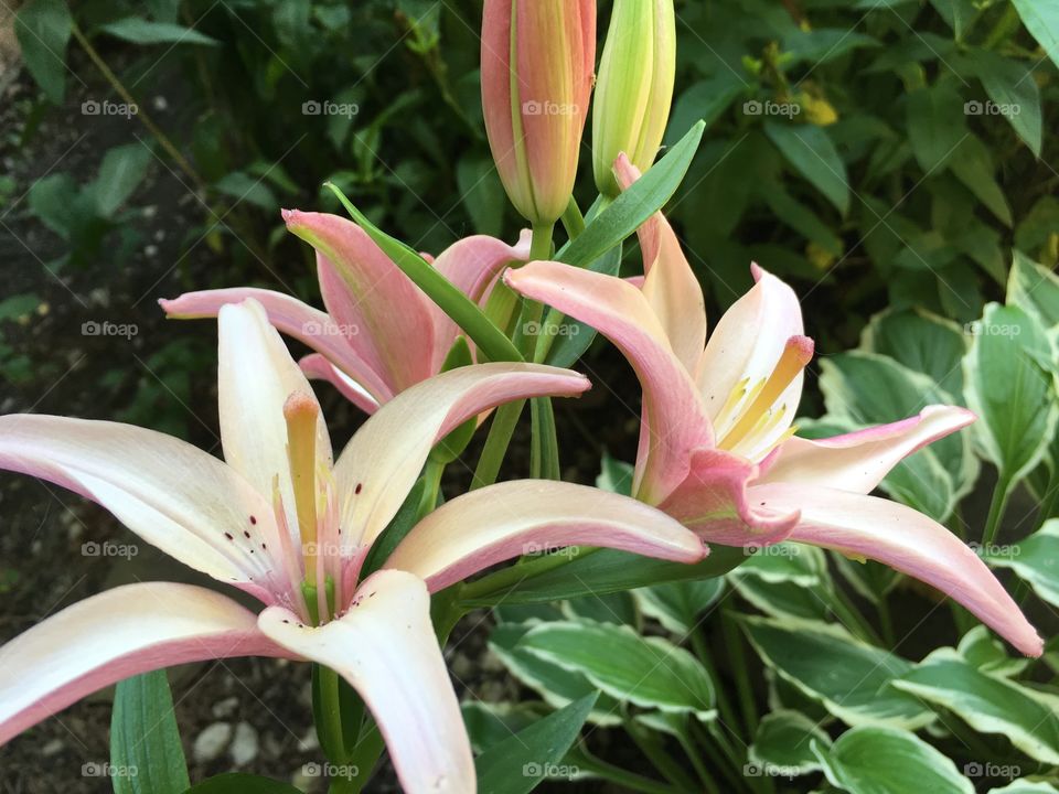 Lily flowers 
