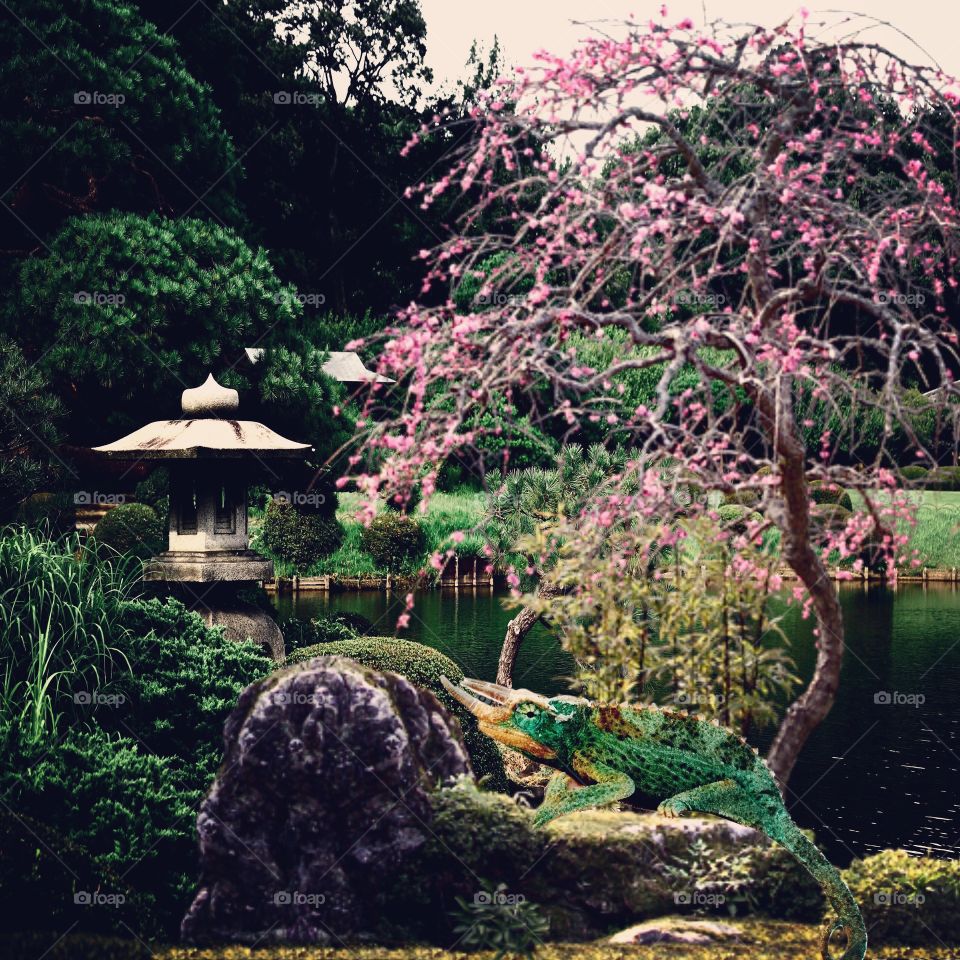 Japanese garden at Huntington Botanical Gardens.