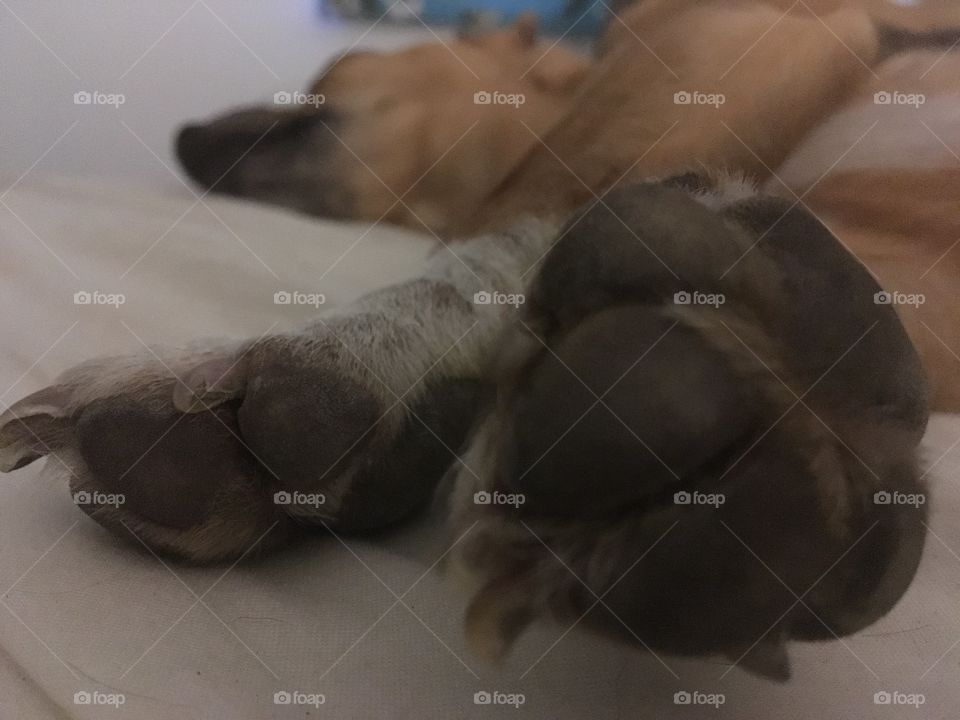 Paws for thought.  You will love Jaffa with his paws in the front of picture, therefore appearing very large!