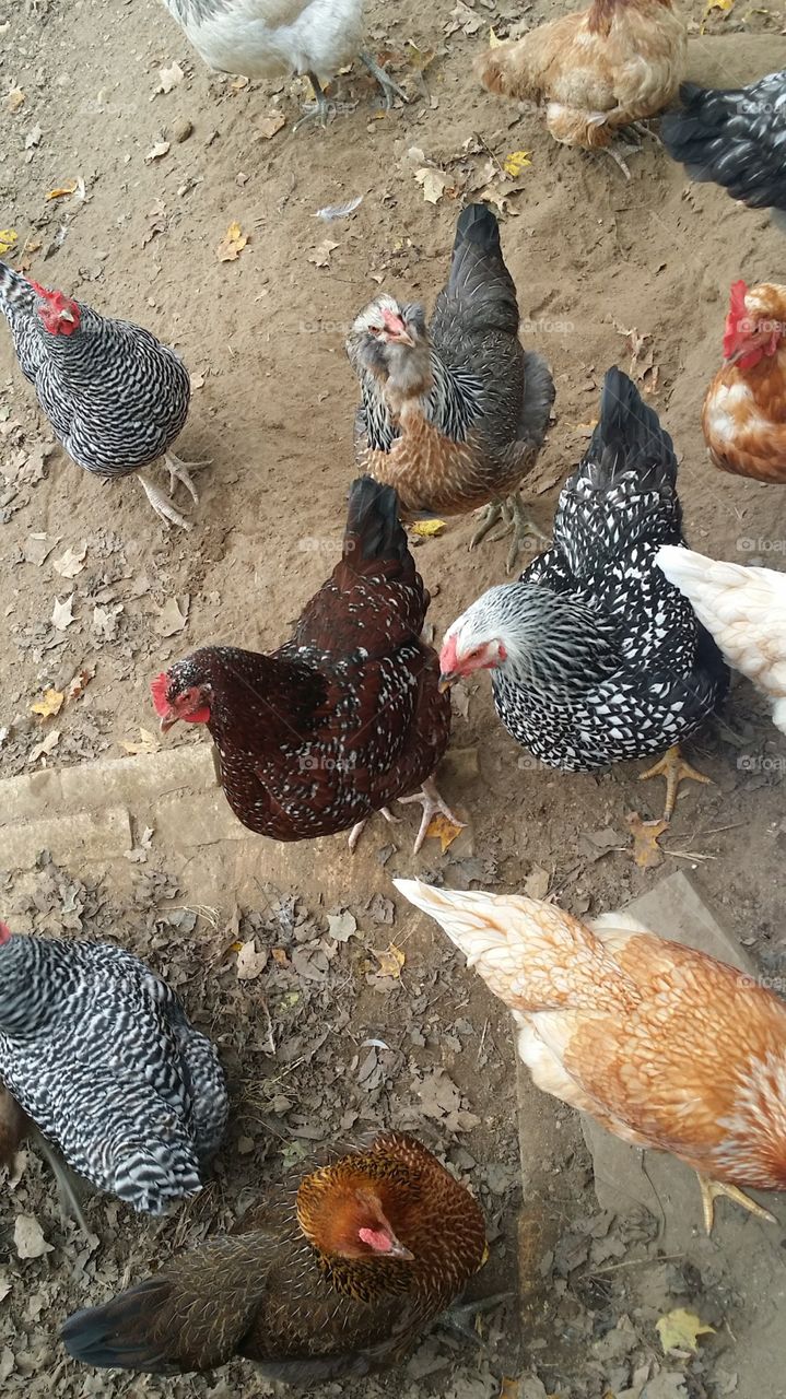 Chickens Inside Pen