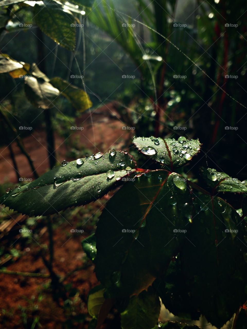 water drops